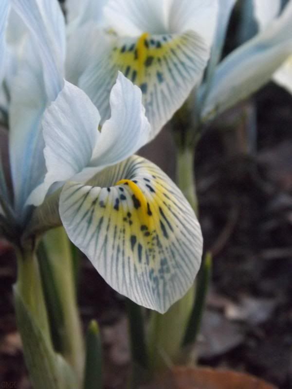 Iris x histroides 'Katherine Hodgkin' photo March14th14028_zps4c01da1b.jpg